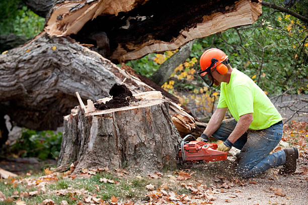 How Our Tree Care Process Works  in  Canadian, TX